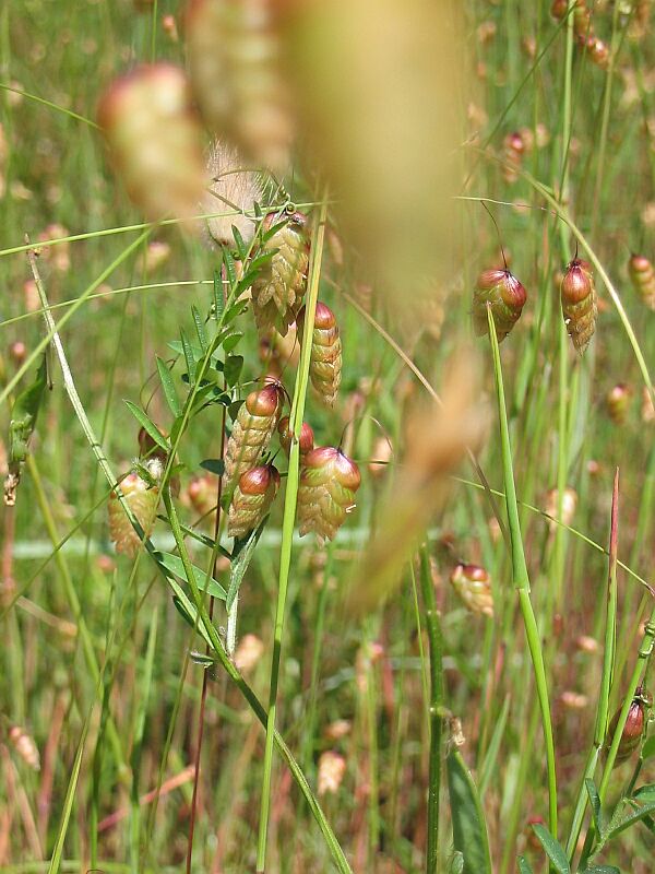 Briza maxima / Sonaglini maggiori